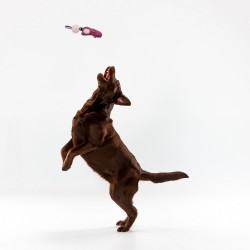 Grossiste Jouet en forme de lapin sonore avec pompon rose pour chien