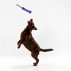 Grossiste Jouet stick sonore bleu pour chien