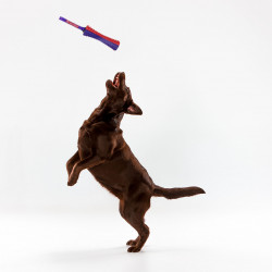 Grossiste Jouet stick sonore violet pour chien