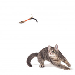 Grossiste jouet stick orange double à plumes pour chat