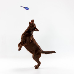 Grossiste Ballon de rugby sonore pour chien - bleu